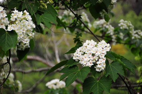 油桐花