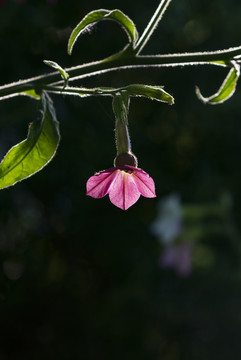 花煙草