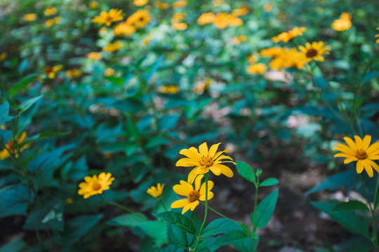 公園小路庭院季節(jié)花草