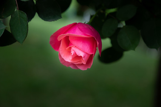 月季花