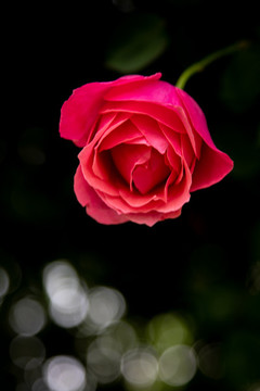 月季花