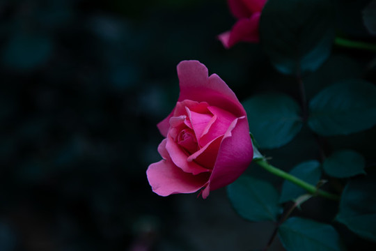 玫瑰月季