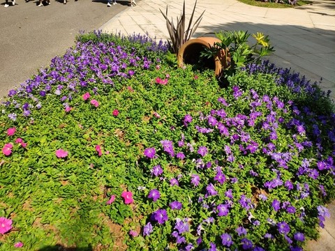 園藝花草