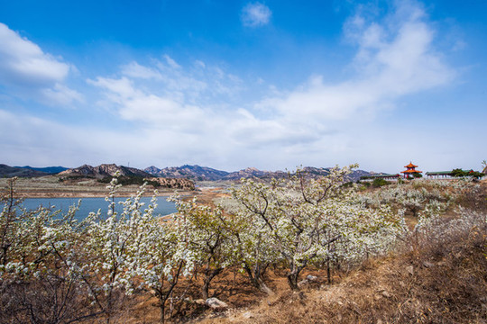 北鎮(zhèn)梨花