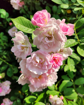 薔薇花