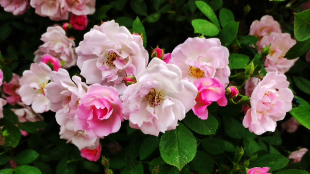 薔薇花