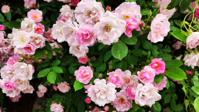 薔薇