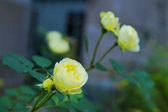 月季