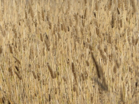 小麥