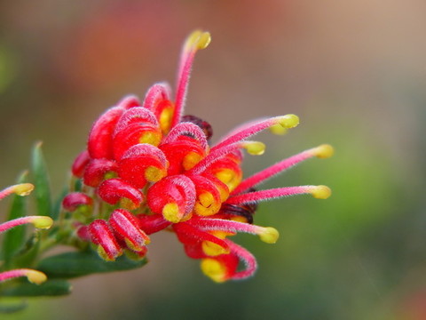 紅花銀樺