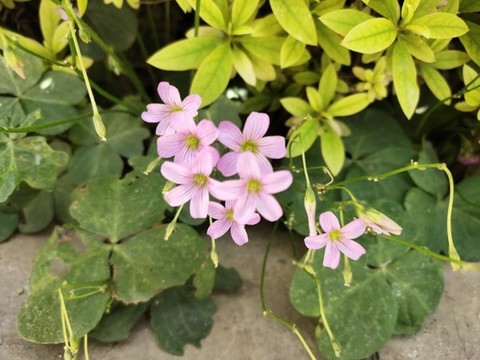 三葉草花特寫