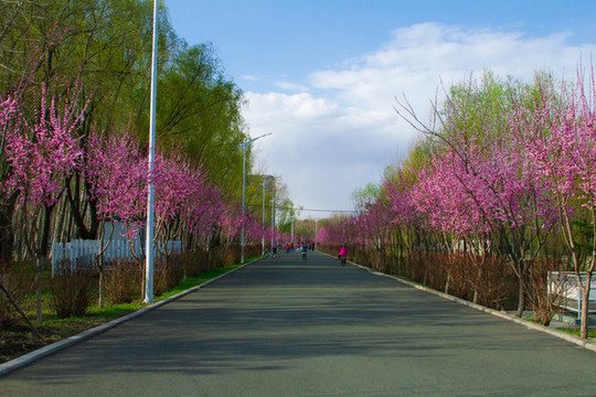 櫻花島