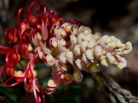 紅花銀樺