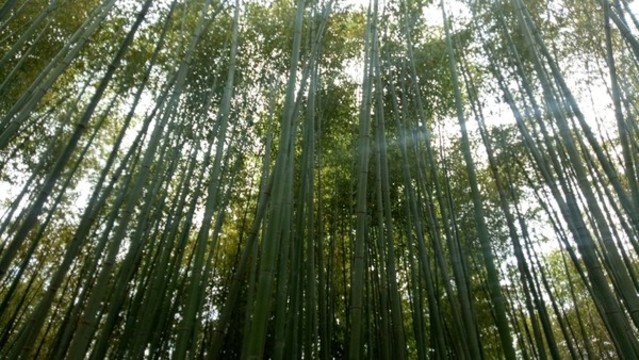 竹林