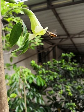 綠寶樹(shù)花