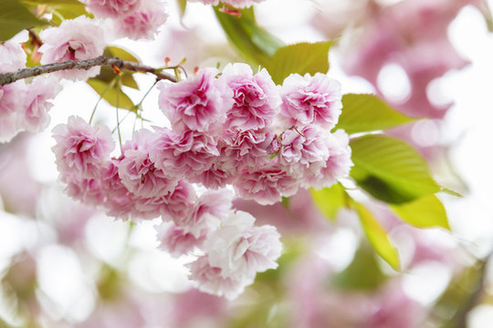 花卉