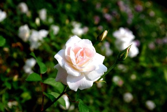 粉白色月季花