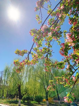海棠花
