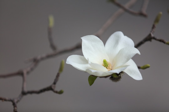 春天玉蘭花