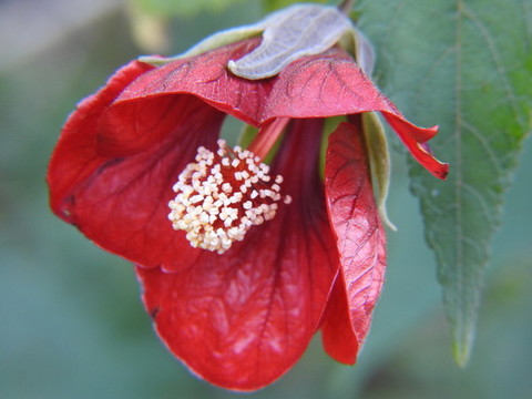 芙蓉葵