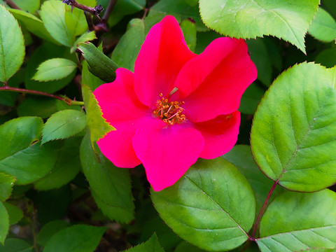 月季花