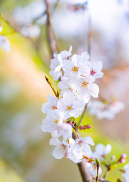 白粉色樱花叶子植物春夏天