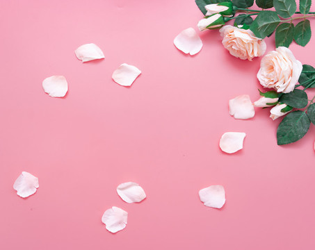 玫瑰花背景情人節(jié)母親節(jié)婦女節(jié)