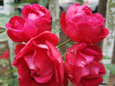 薔薇