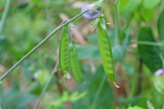 豌豆