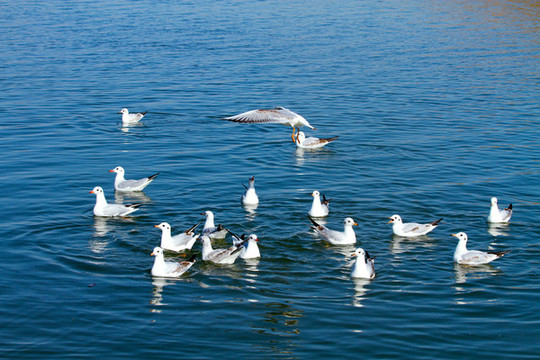 海鳥B