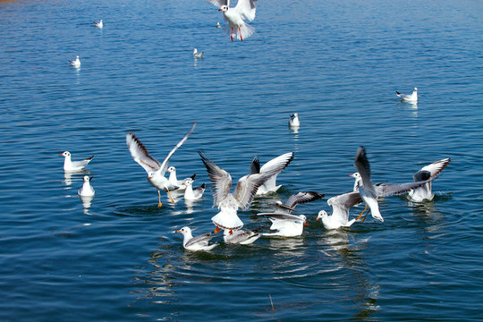 海鳥