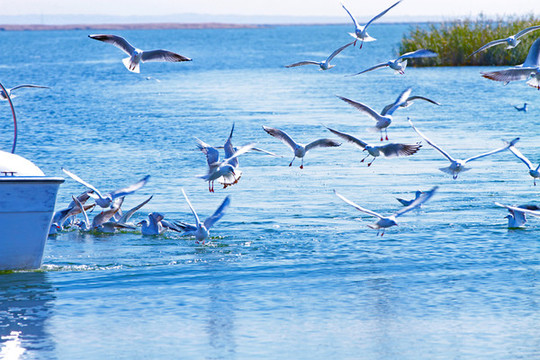 海鳥二