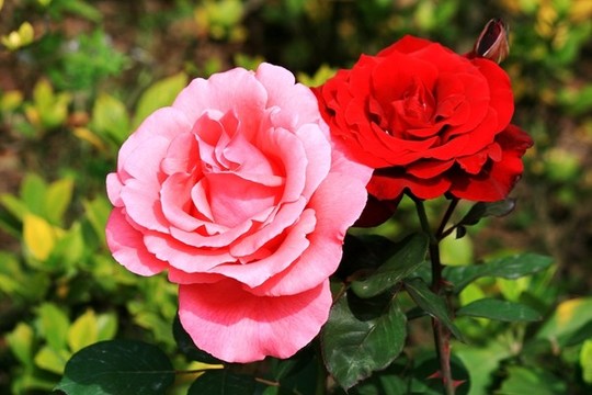 月季花