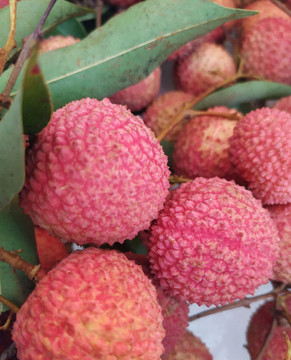 桂味荔枝