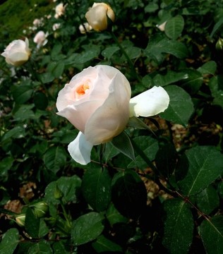 淡黃色月季花