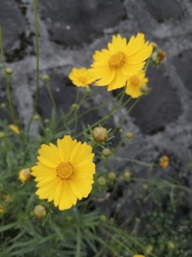 金雞菊