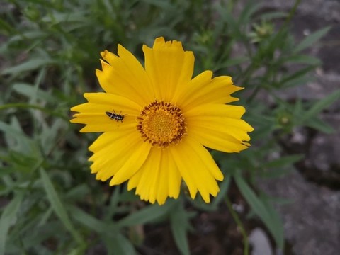 金雞菊