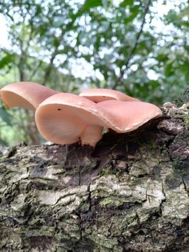 野生香薰樹上生長(zhǎng)的野生香菇