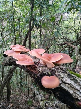 野生香薰樹上生長的野生香菇