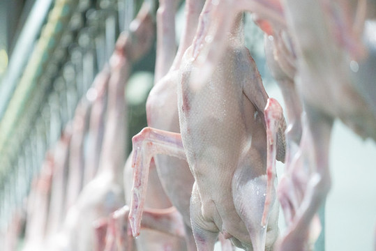 鵝肉加工廠