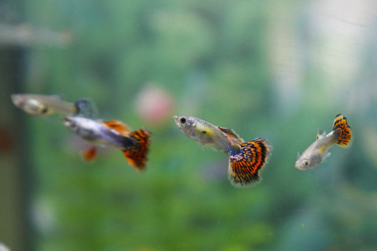 觀賞魚鳳尾魚小魚寵物