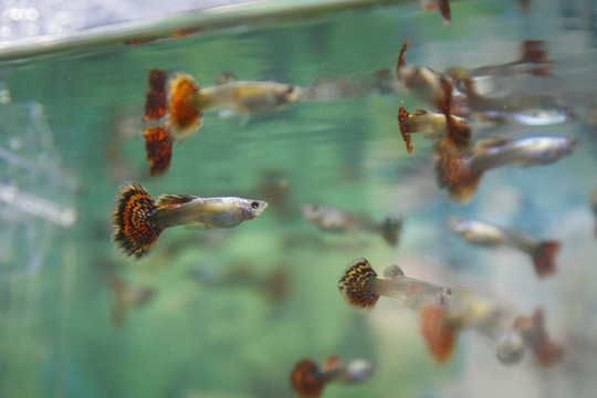 觀賞魚鳳尾魚小魚觀賞寵物