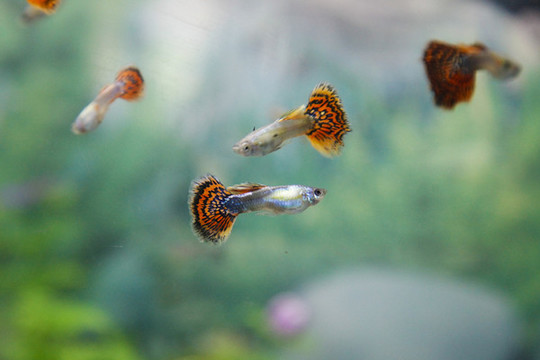 觀賞魚(yú)鳳尾魚(yú)小魚(yú)觀賞寵物