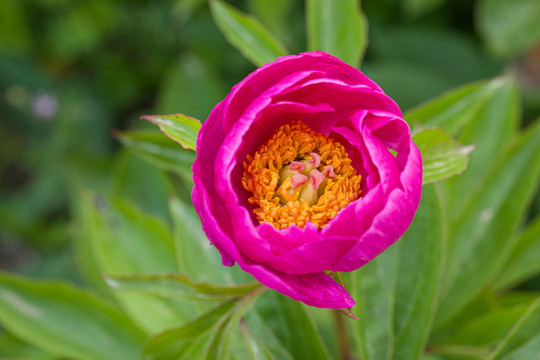 芍藥花