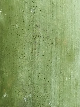 綠色的藍竹紋理