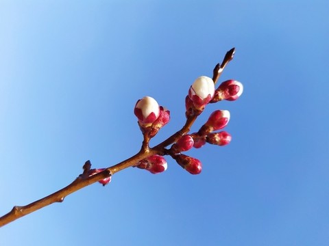 含苞待放的梅花