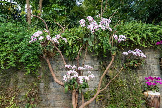 南寧青秀山蘭園蘭花園藝花壇造型
