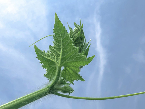 植物