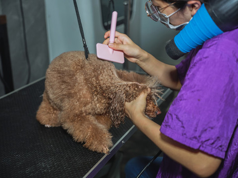 給泰迪犬梳毛