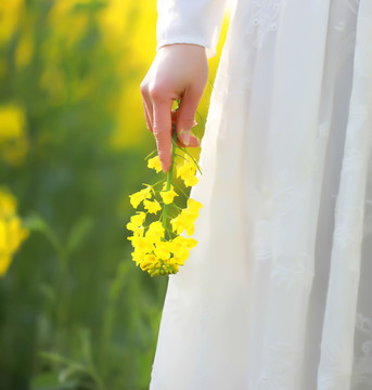 油菜花